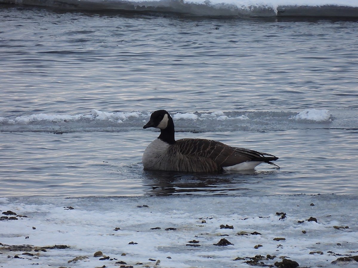 Kanada Kazı - ML646912735