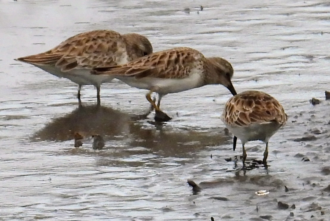 Least Sandpiper - ML646912737