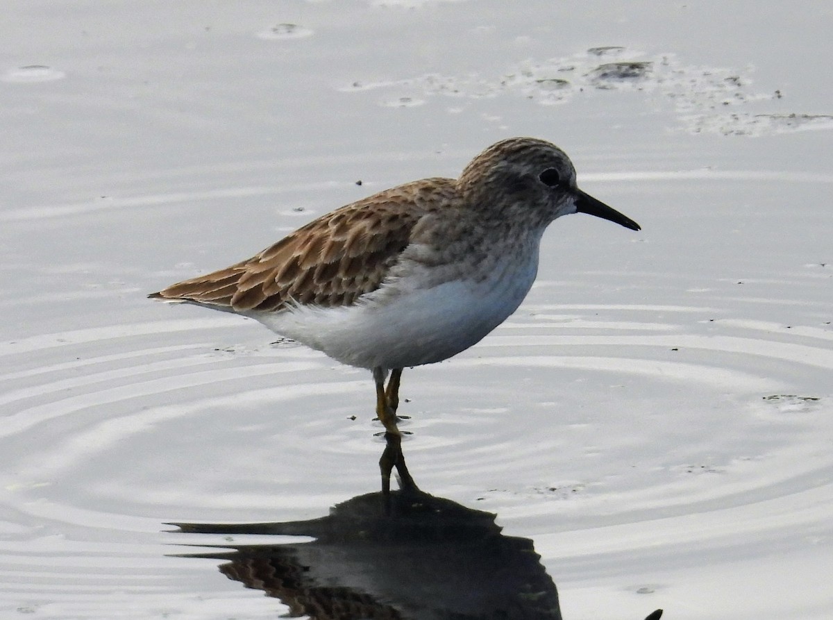 Least Sandpiper - ML646912738