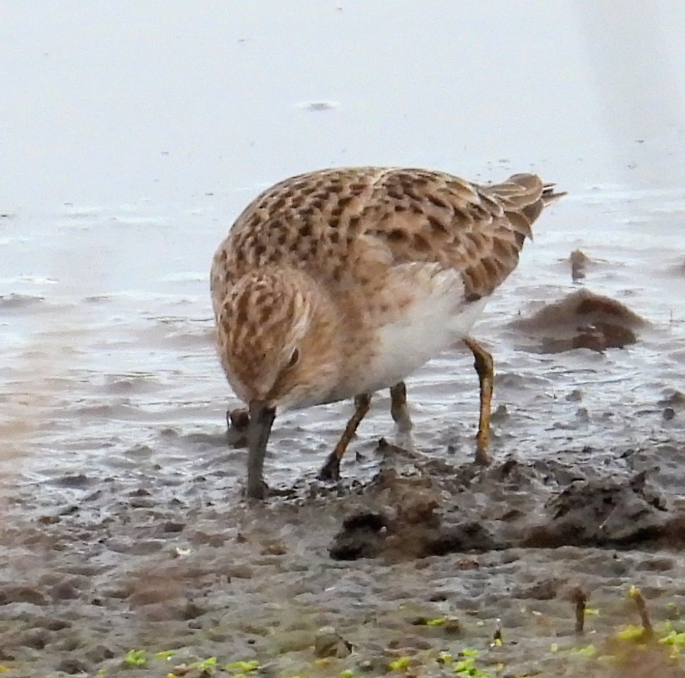 Least Sandpiper - ML646912739