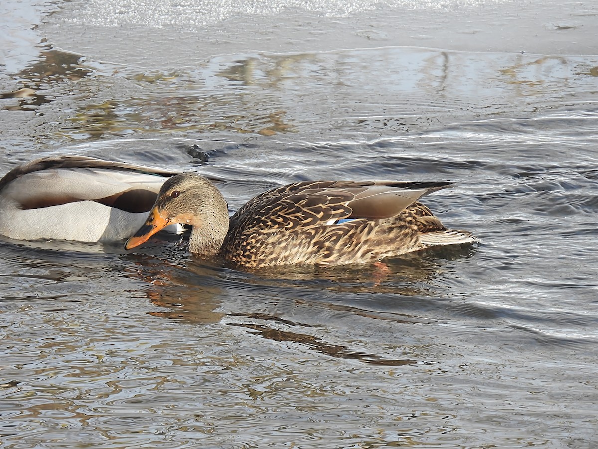 Yeşilbaş - ML646912750