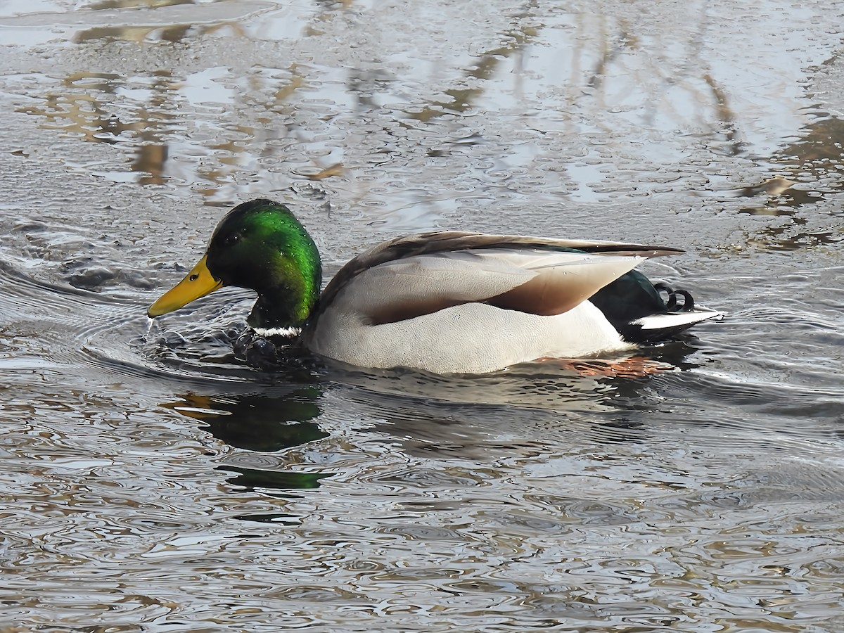 Yeşilbaş - ML646912751