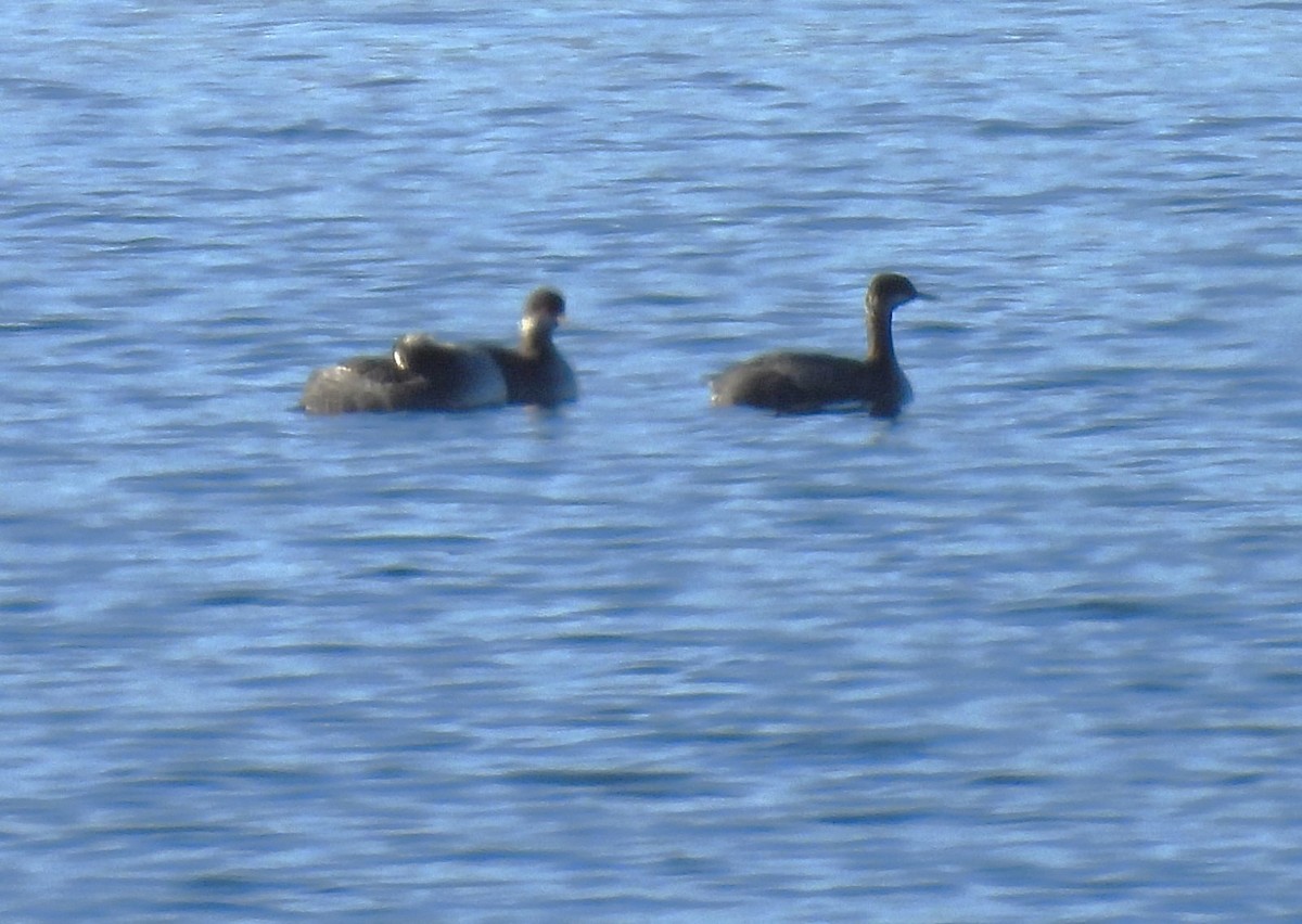 Grèbe à cou noir - ML646912753