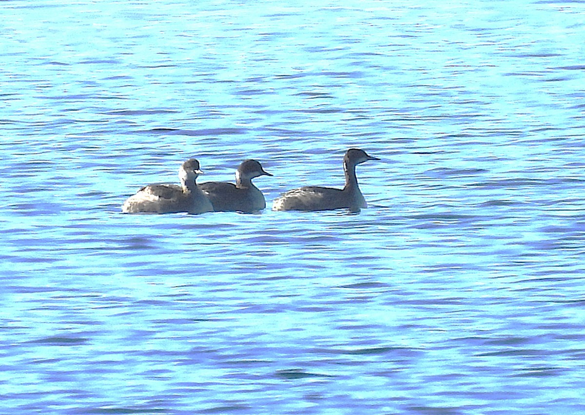 Grèbe à cou noir - ML646912754