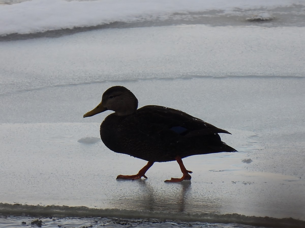 Esmer Ördek - ML646912760