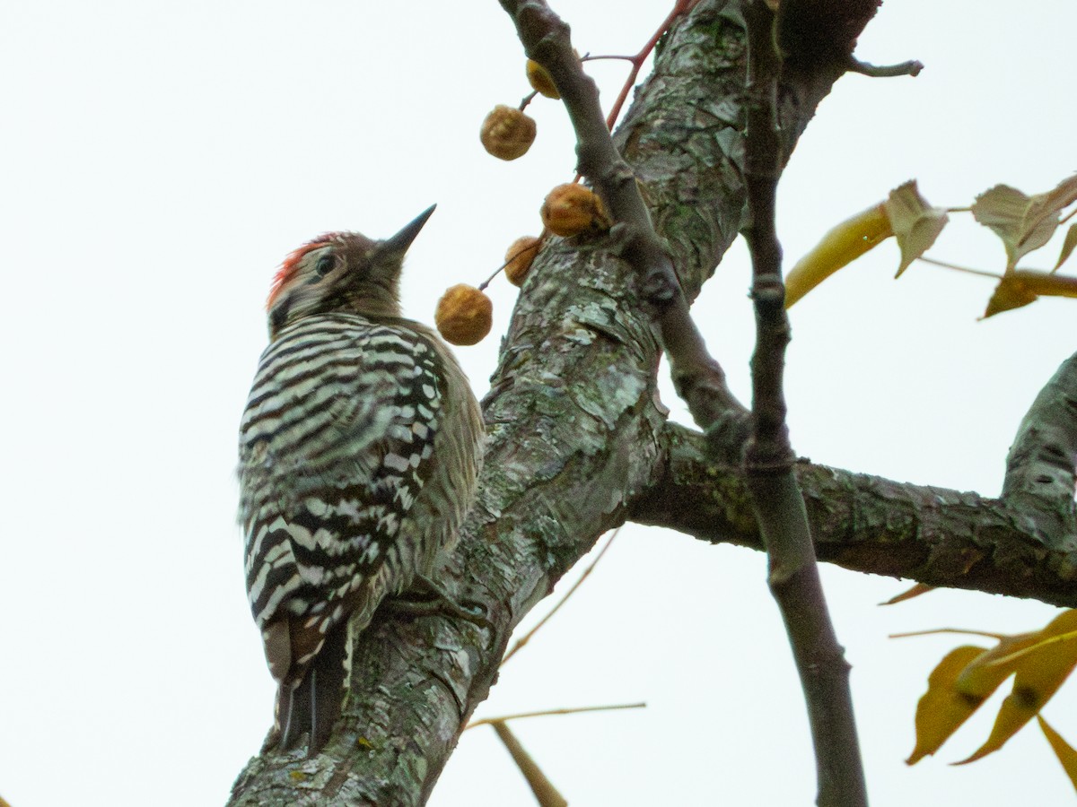 Ladder-backed Woodpecker - ML646912764
