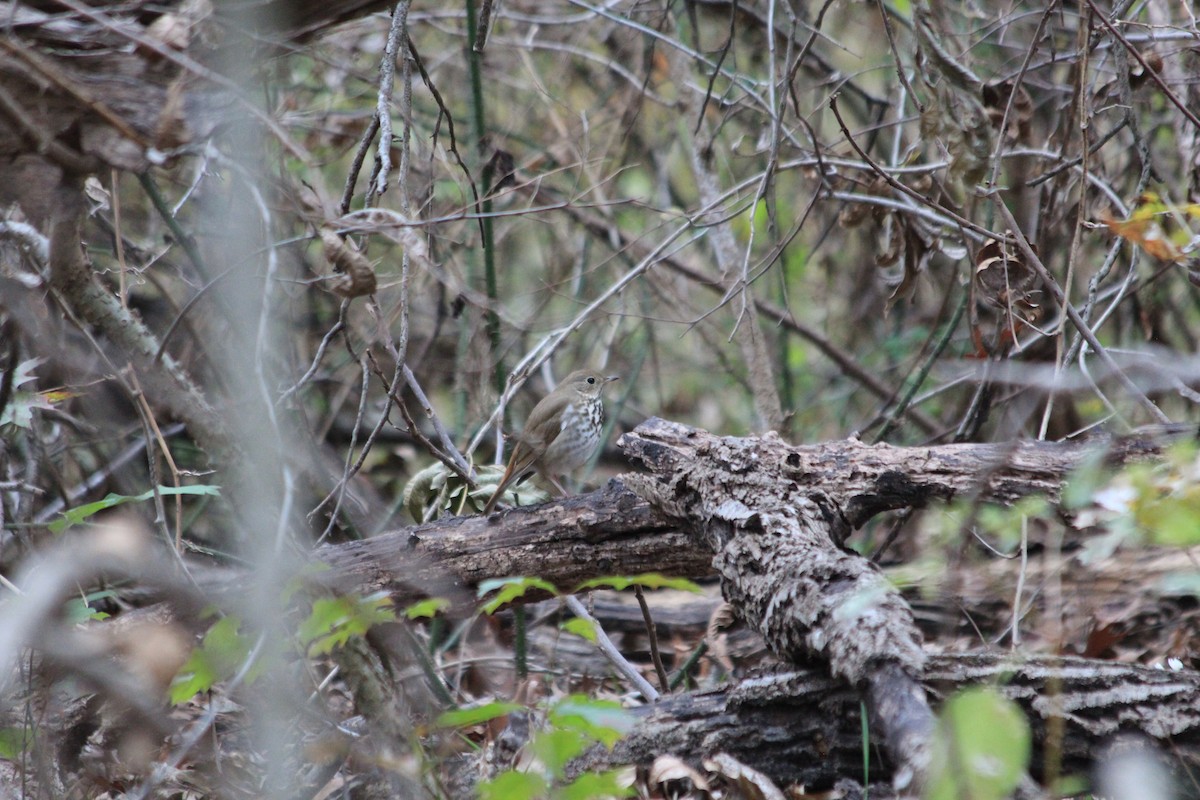 Hermit Thrush - ML646912765