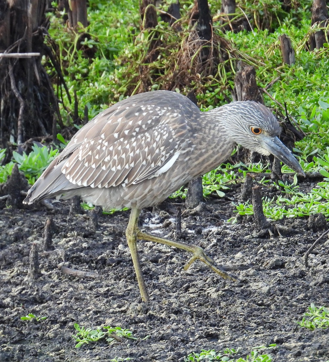 Yellow-crowned Night Heron - ML646912766