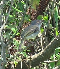 Pearly-vented Tody-Tyrant - ML646912767