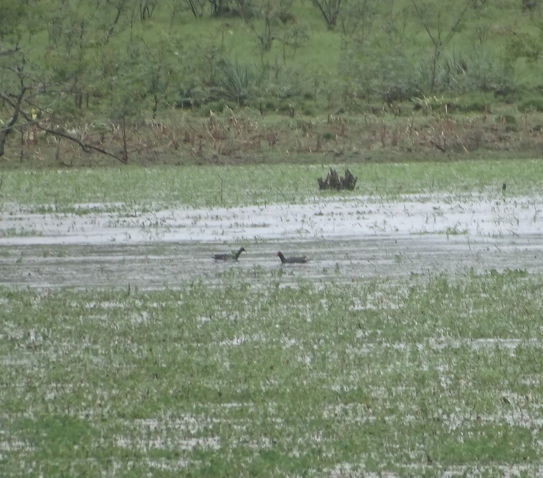 Gallinule d'Amérique - ML646912769