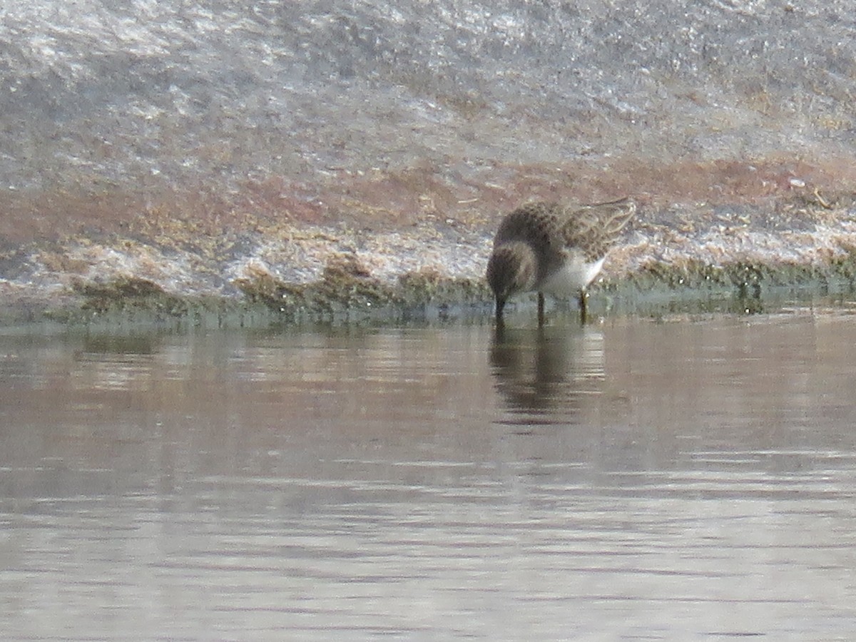 jespák drobný - ML646912772