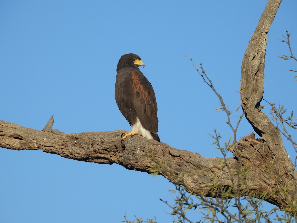 kaktusvåk - ML646912773