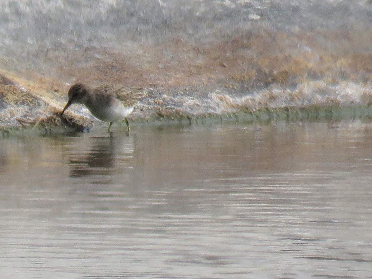 jespák drobný - ML646912774