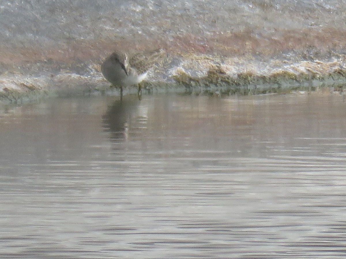 jespák drobný - ML646912775