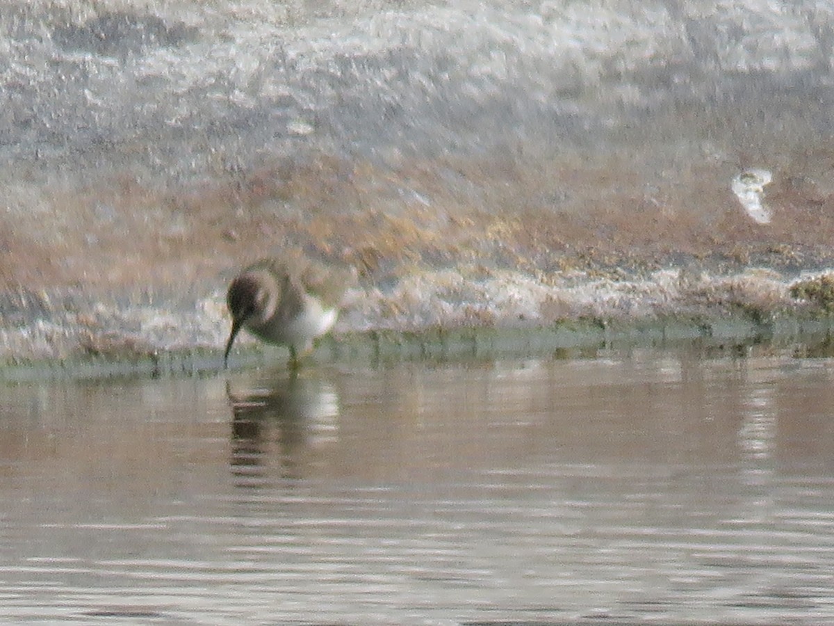 jespák drobný - ML646912776