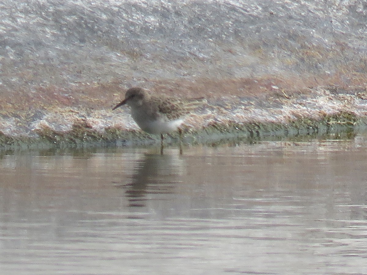 jespák drobný - ML646912777