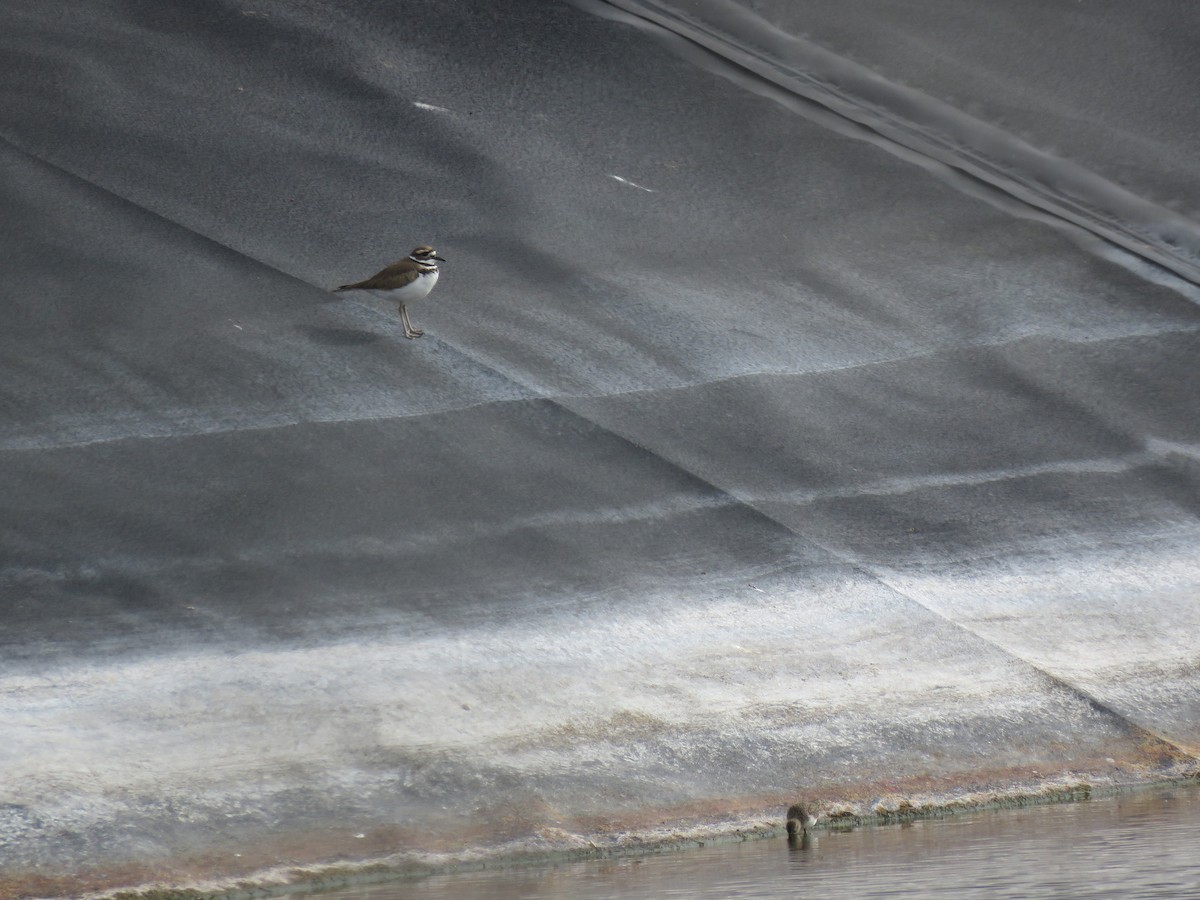 jespák drobný - ML646912778