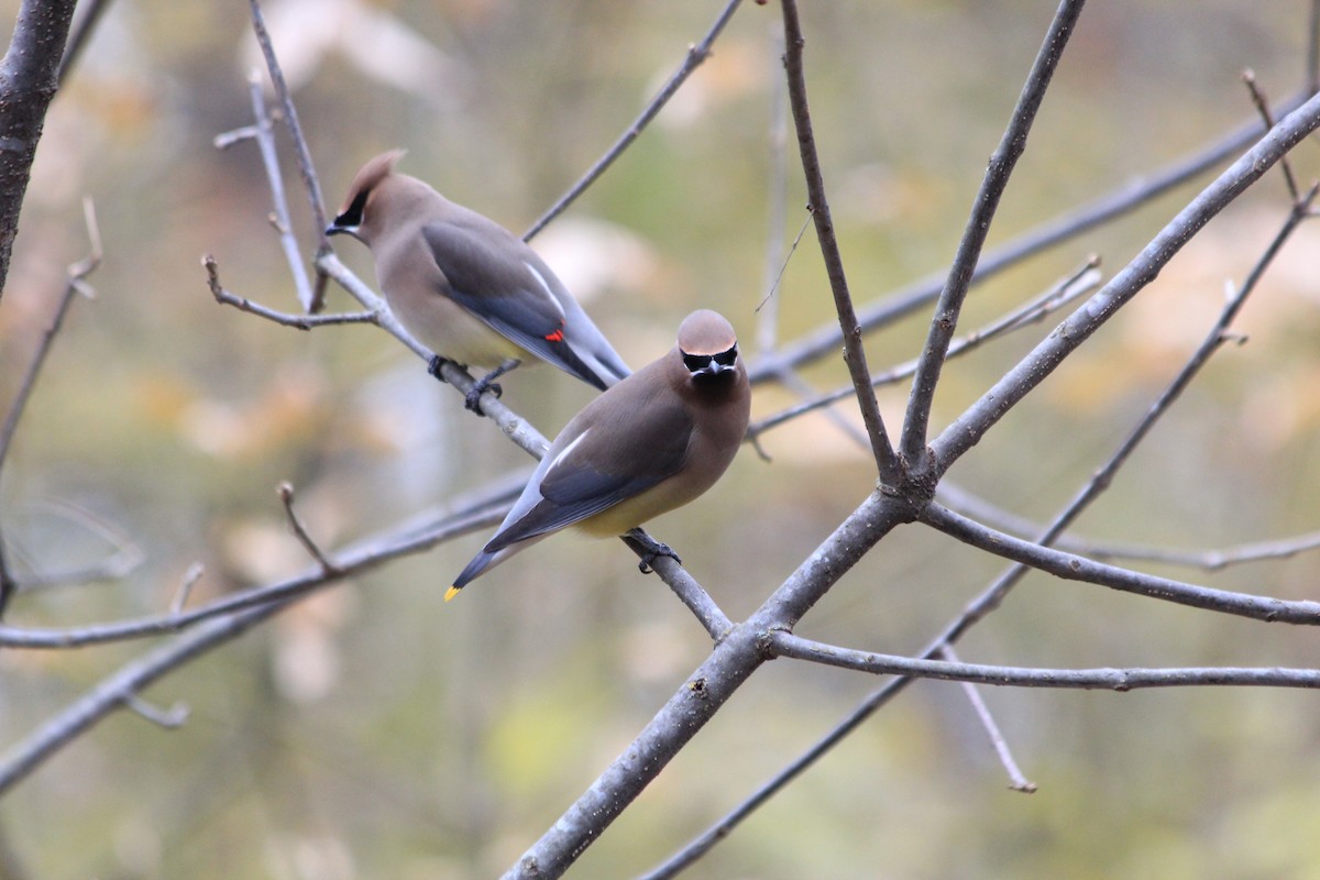 Cedar Waxwing - ML646912779