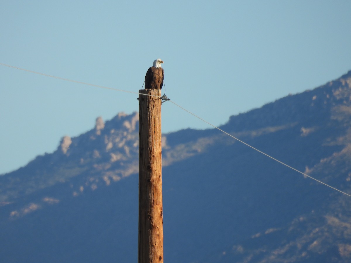 Белоголовый орлан - ML646912780