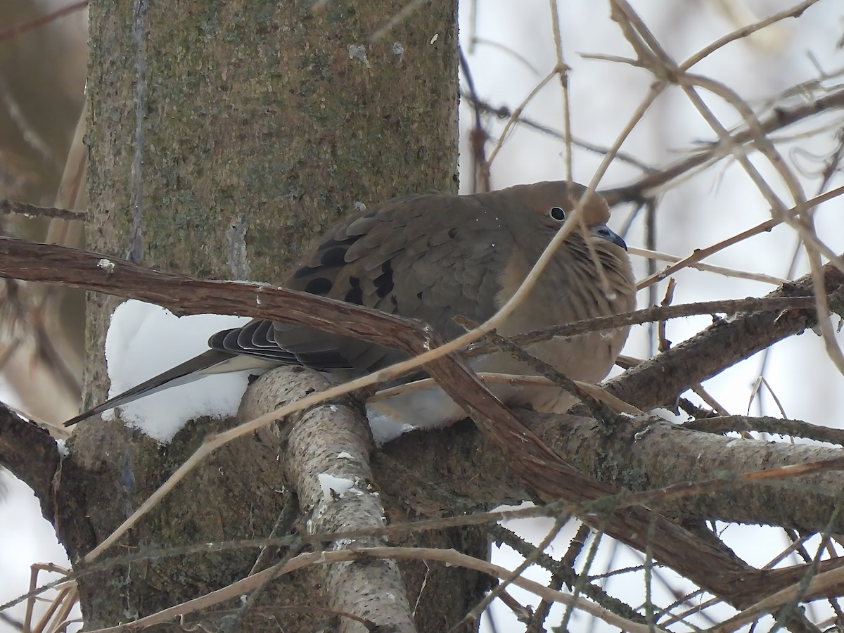 Uzun Kuyruklu Kumru - ML646912781