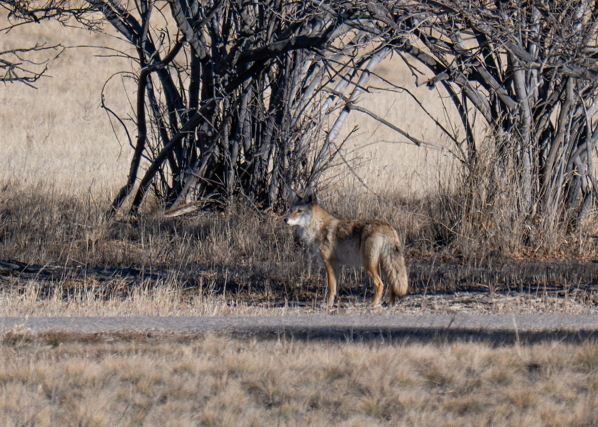 Coyote - ML646912782