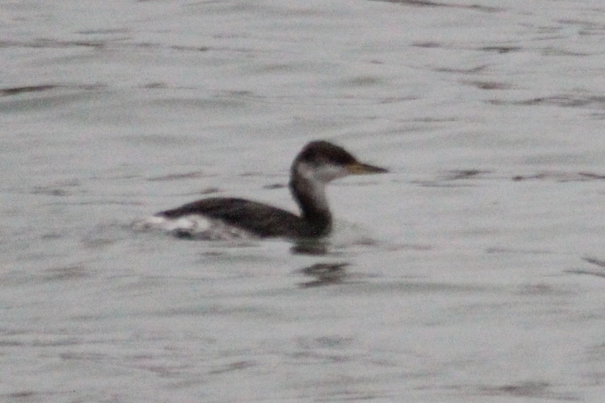 Murgil lepagorria - ML646912783