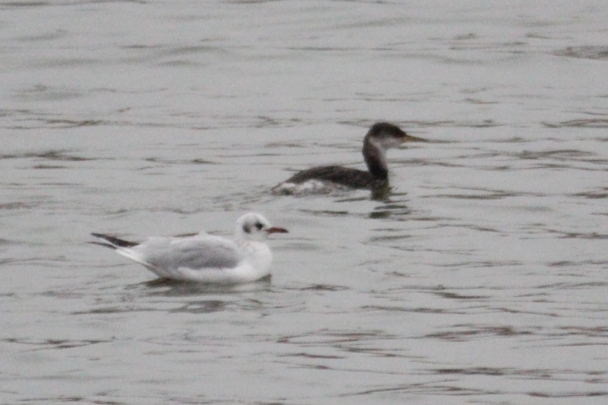 Murgil lepagorria - ML646912784