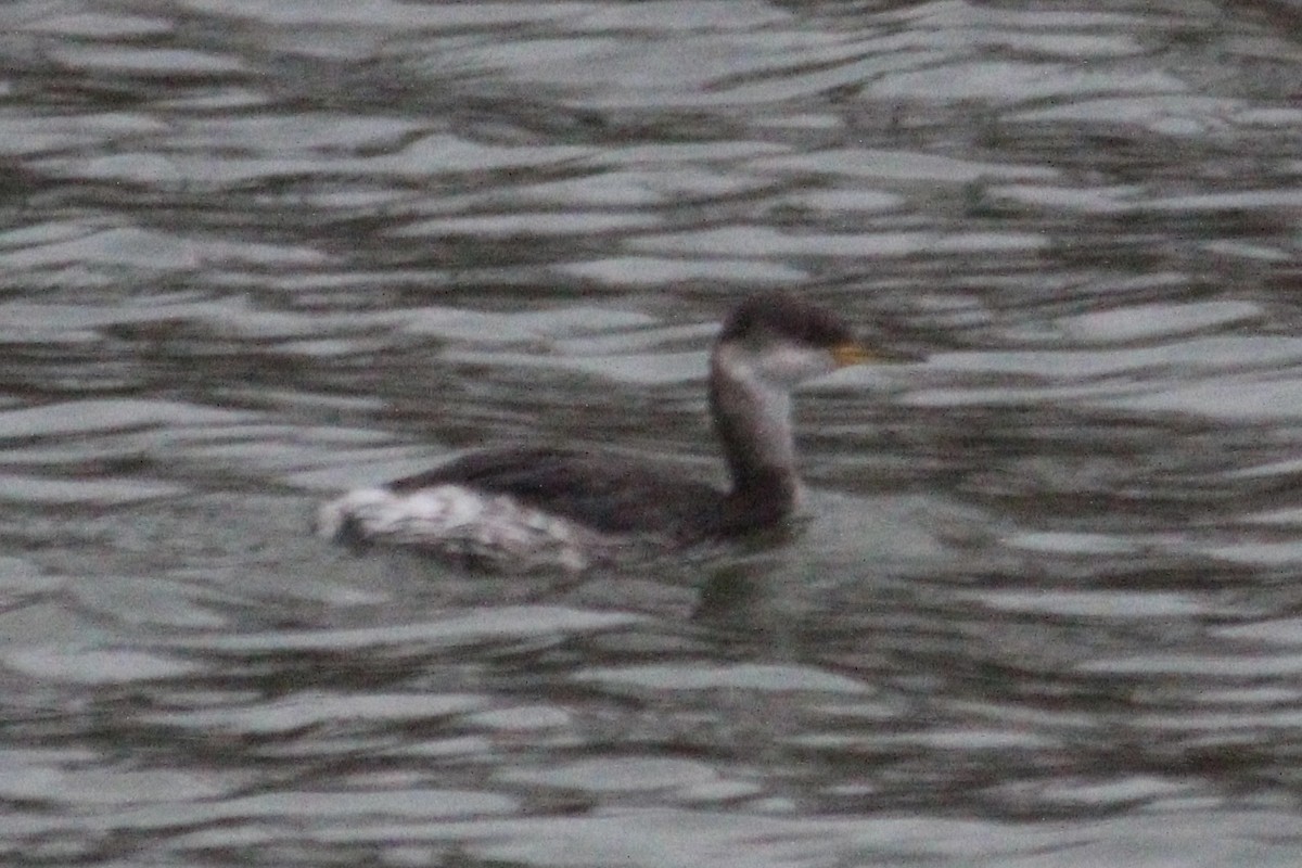 Murgil lepagorria - ML646912785