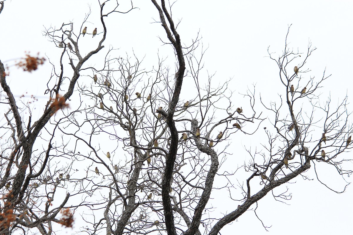 Cedar Waxwing - ML646912788