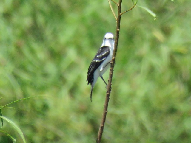 Black-backed Water-Tyrant - ML646912790