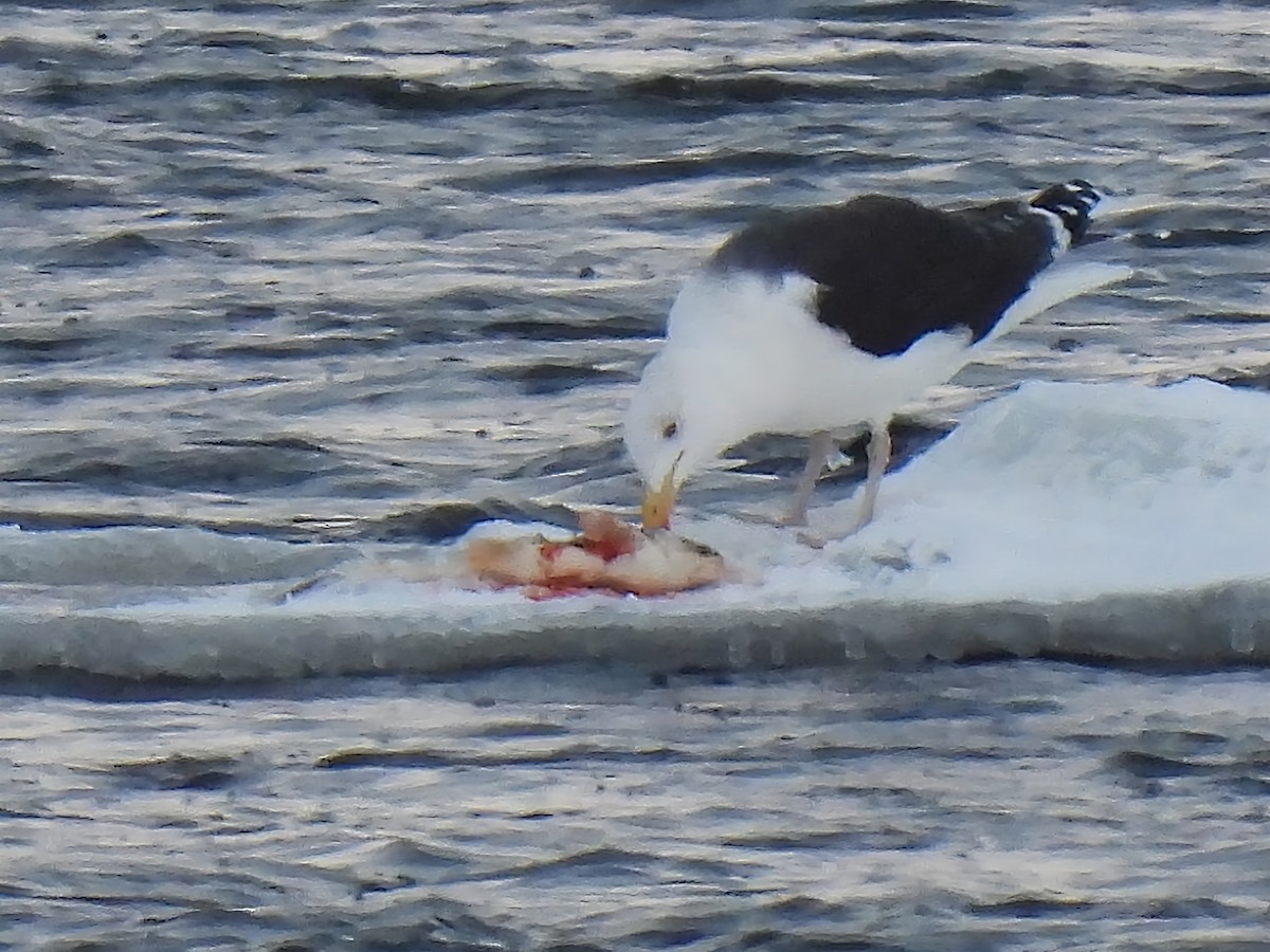 Büyük Kara Sırtlı Martı - ML646912792