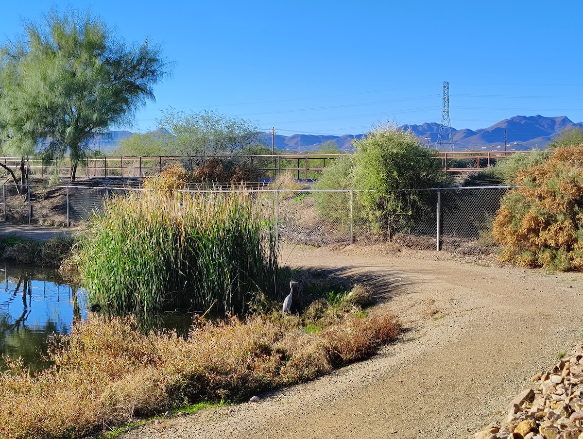 Чапля північна - ML646912799