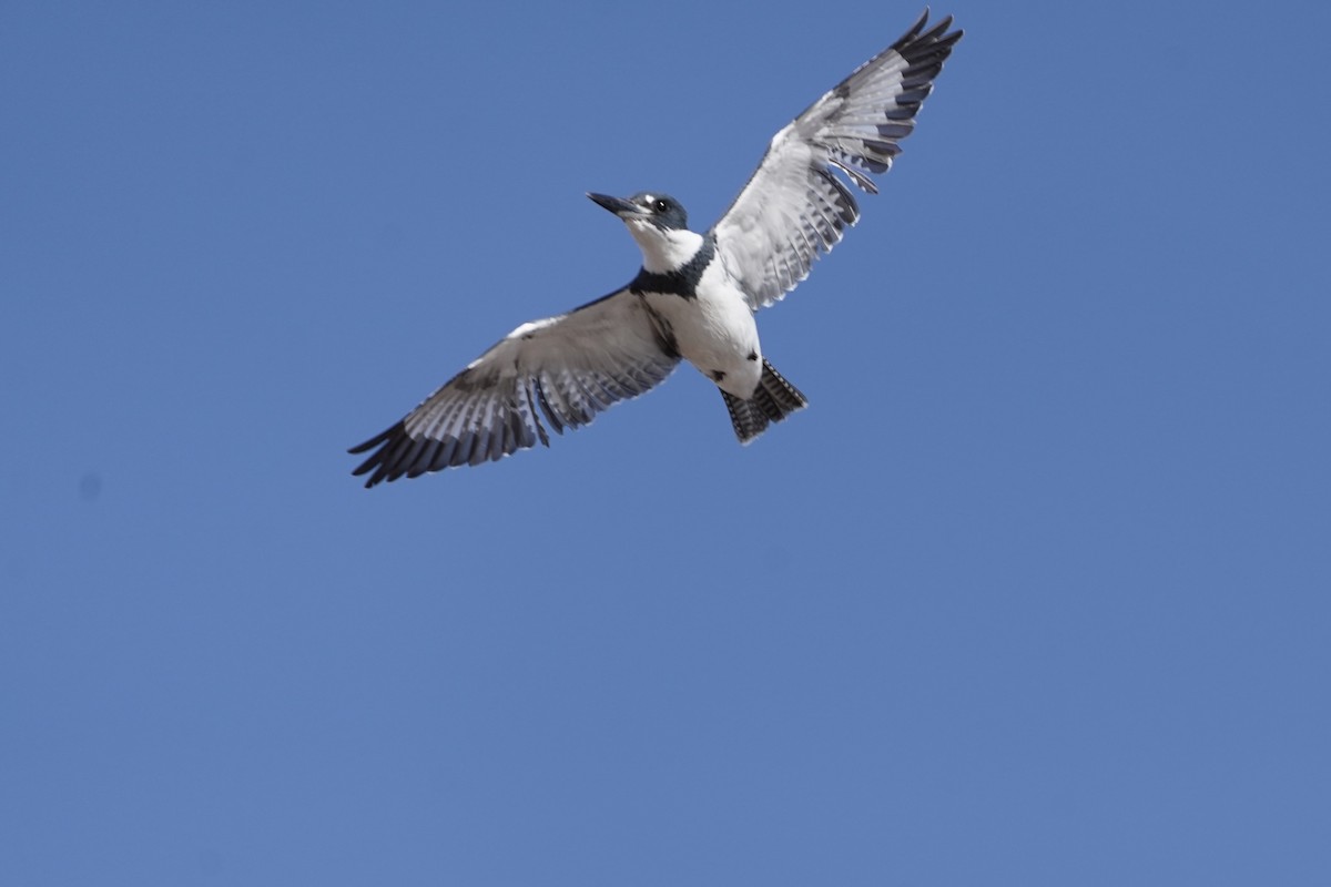 Belted Kingfisher - ML646912804
