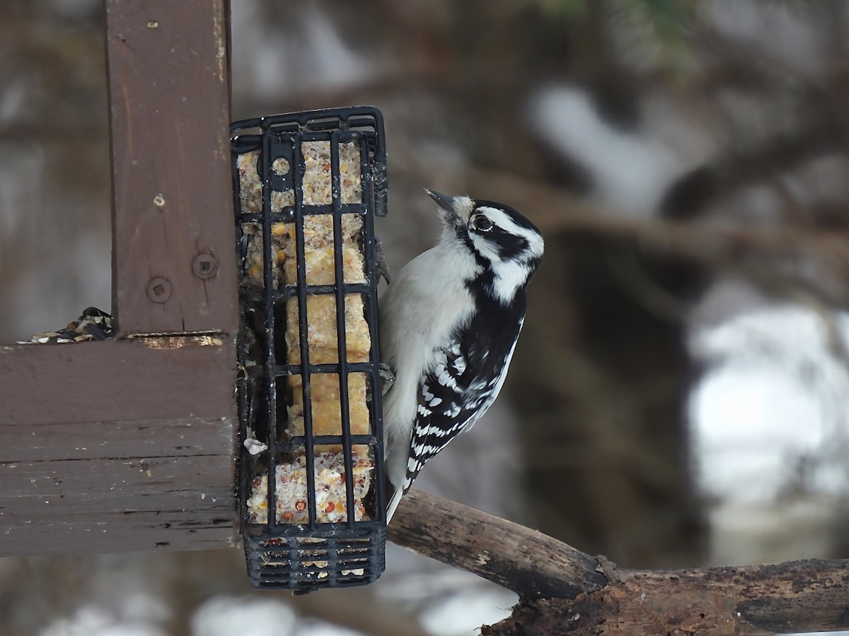 Yumuşak Tüylü Ağaçkakan - ML646912805