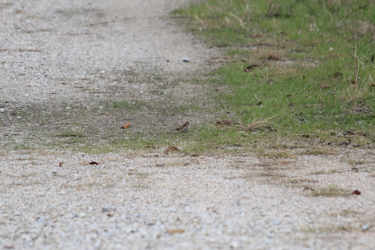 Field Sparrow - ML646912811