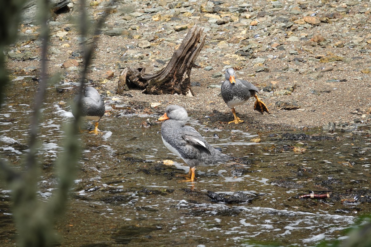 オオフナガモ - ML646912813