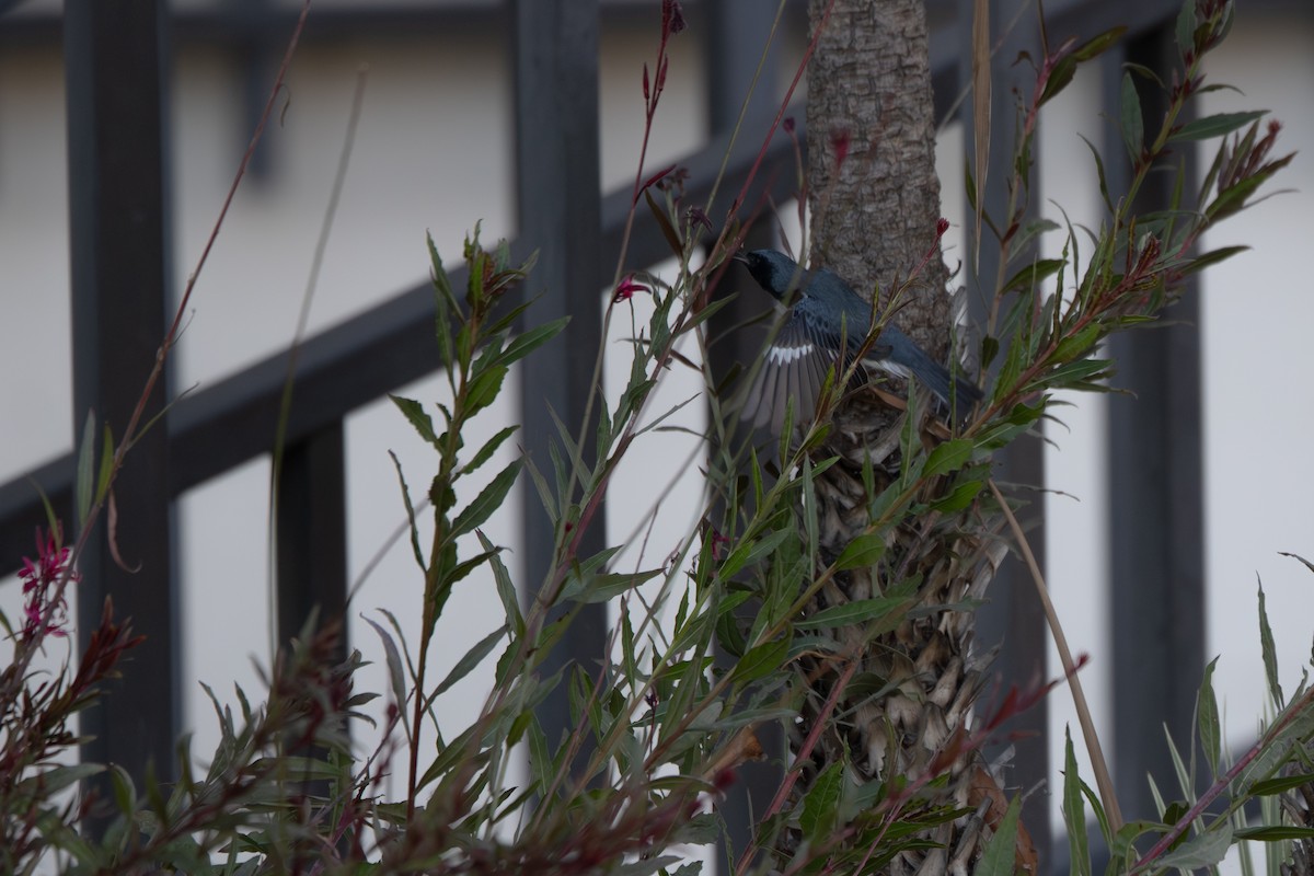 Black-throated Blue Warbler - ML646912814