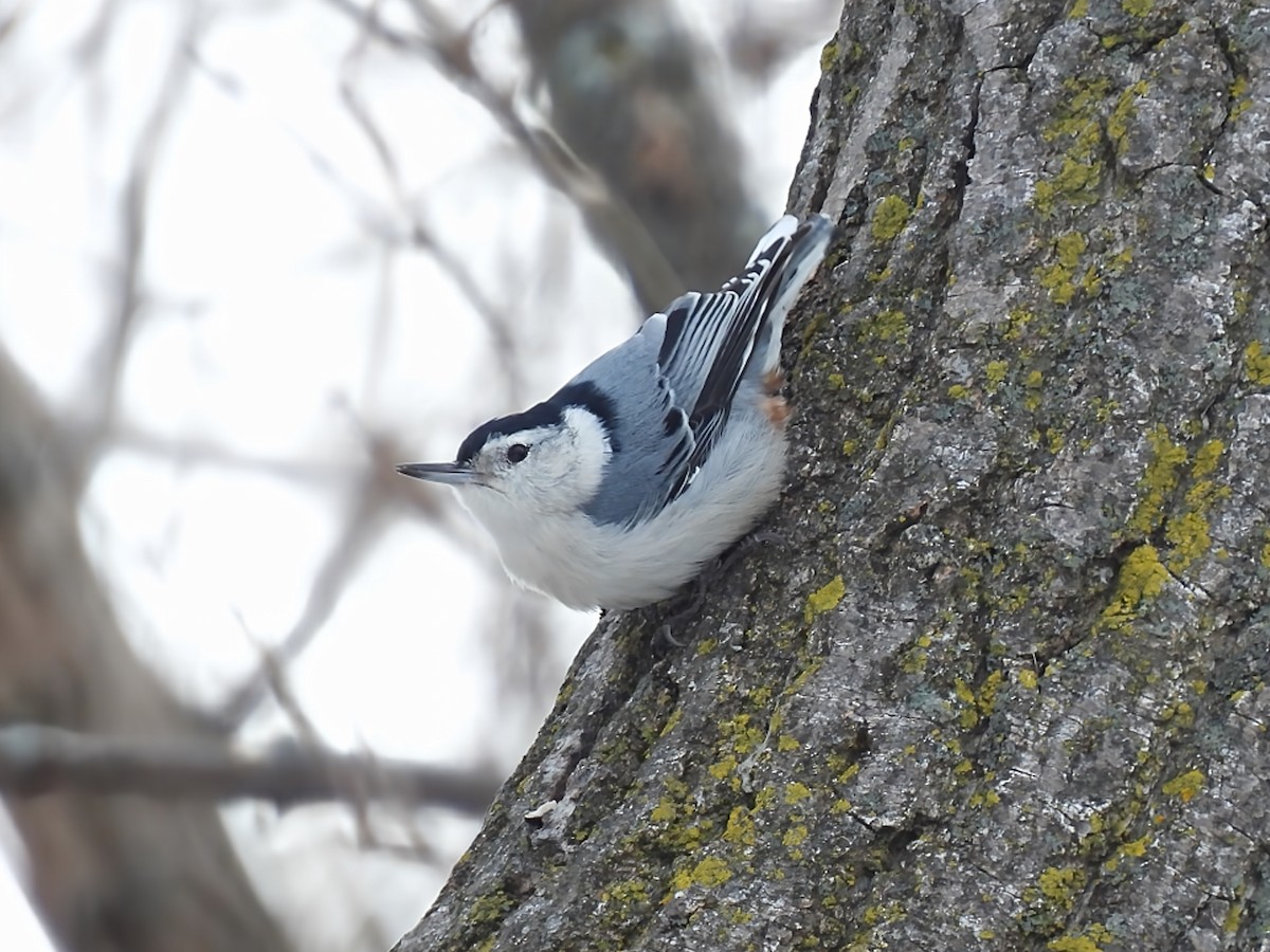 Beyaz Göğüslü Sıvacı - ML646912815
