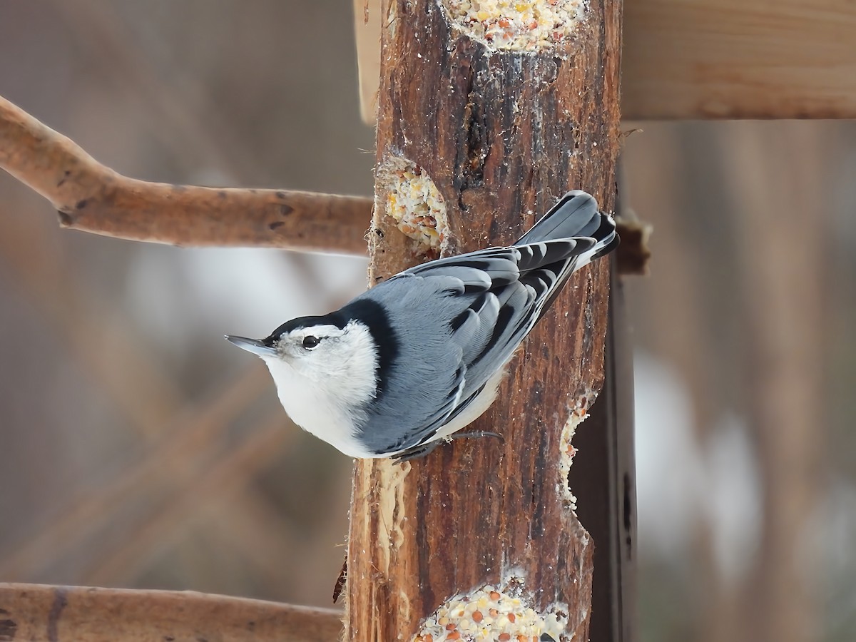 Beyaz Göğüslü Sıvacı - ML646912816