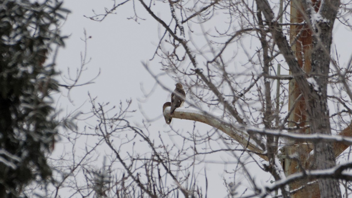 Red-tailed Hawk - ML646912817