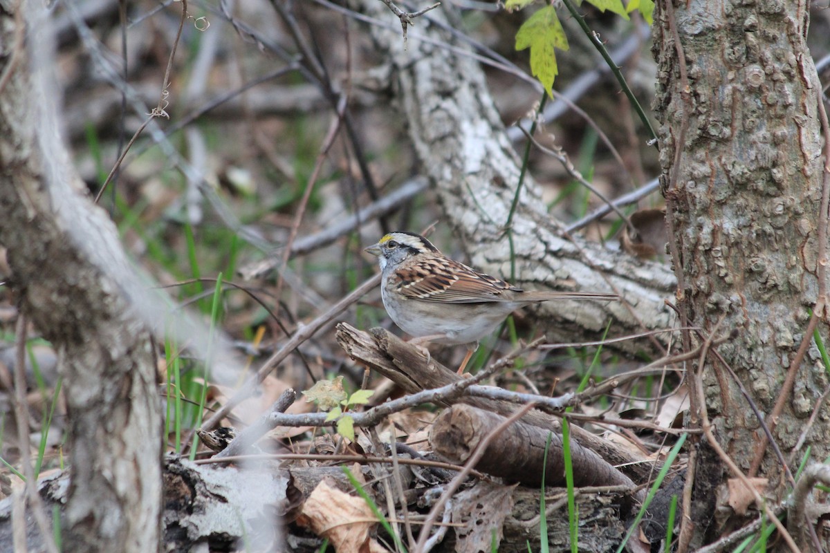 White-throated Sparrow - ML646912818