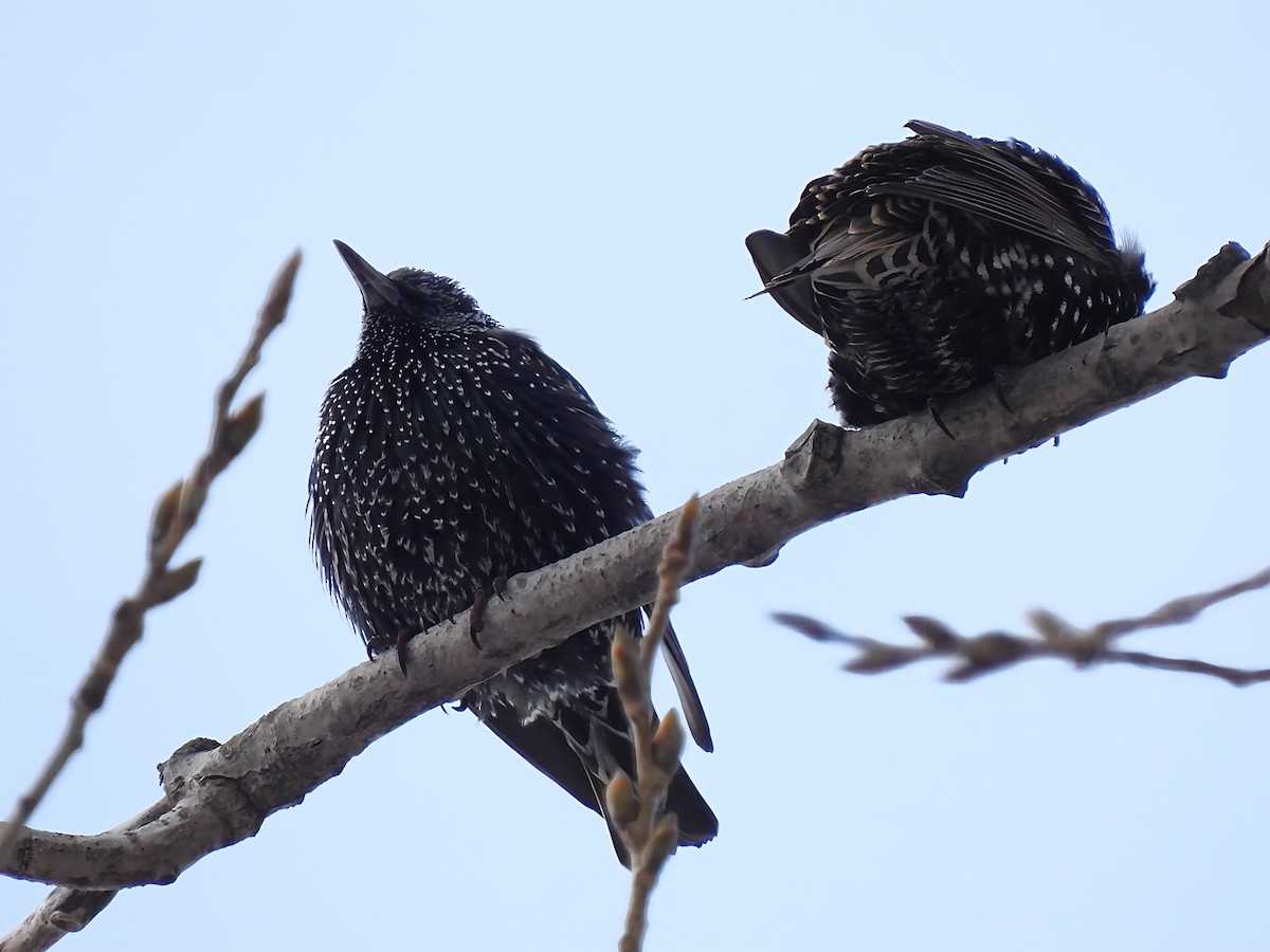 Sığırcık - ML646912820