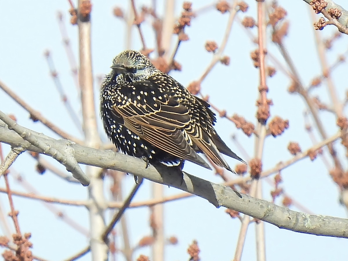 Sığırcık - ML646912821