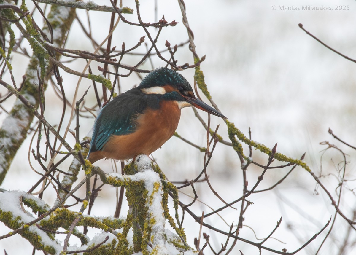 Common Kingfisher - ML646912825