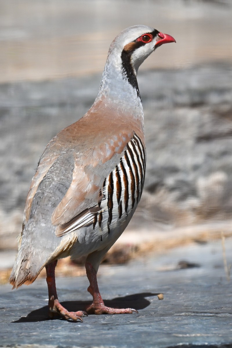 Coturnice orientale - ML646912828