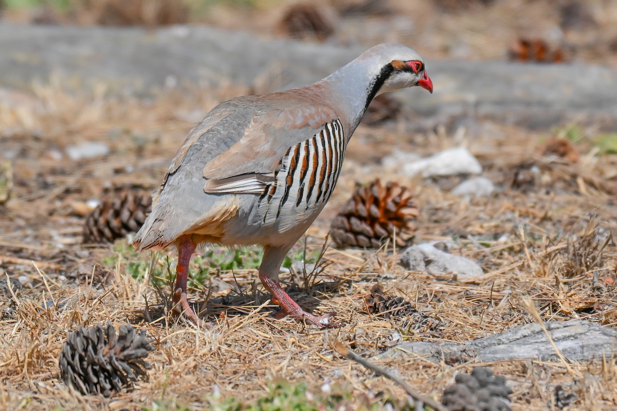 Coturnice orientale - ML646912829