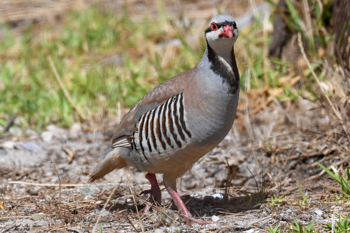 Coturnice orientale - ML646912830