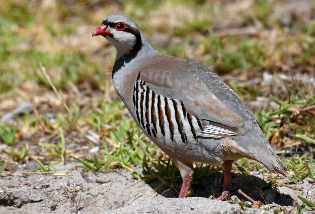 Coturnice orientale - ML646912831