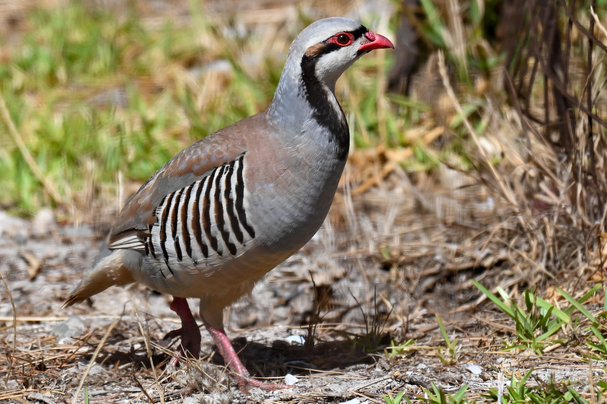 Coturnice orientale - ML646912832