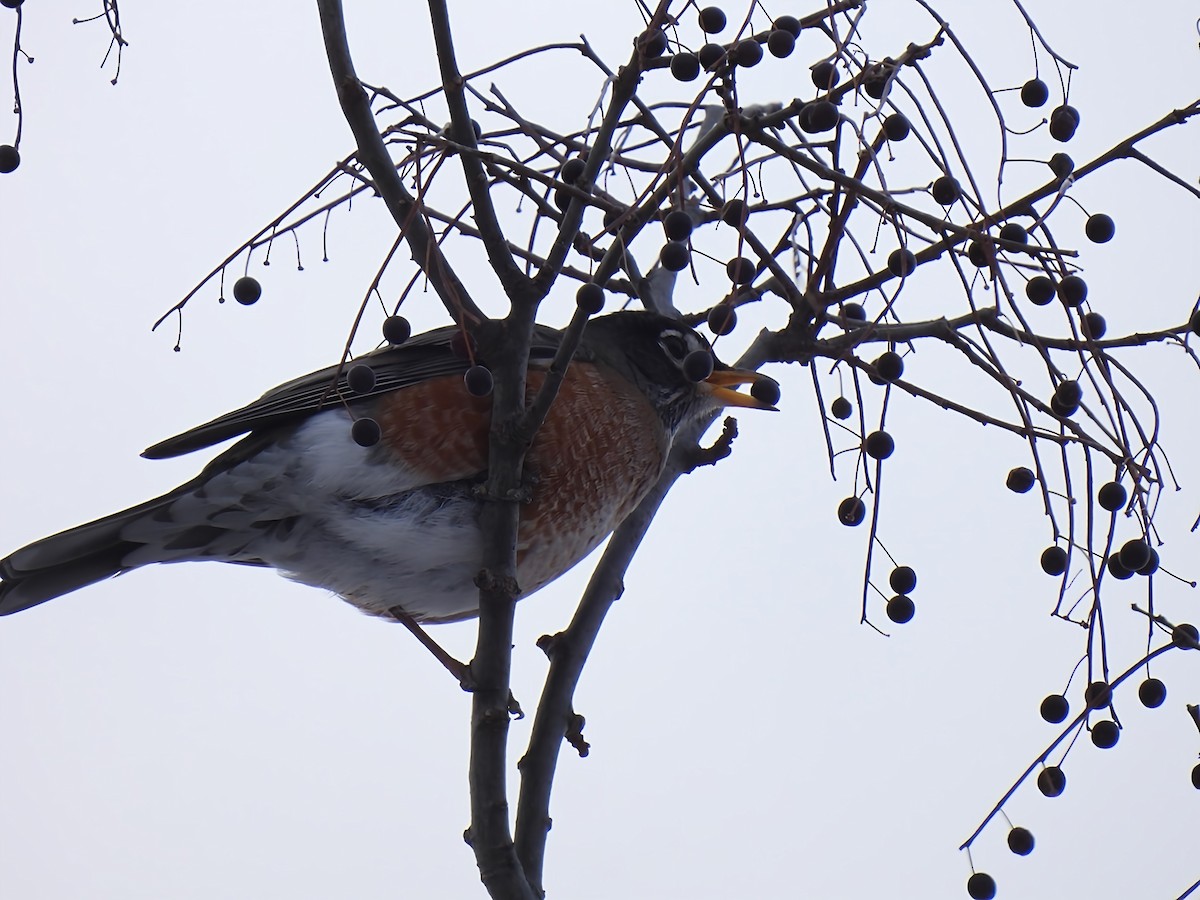 Göçmen Ardıç - ML646912839